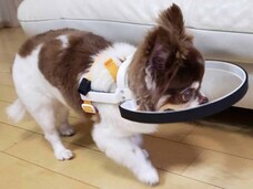 AtomicWorks合同会社のプレスリリース画像1