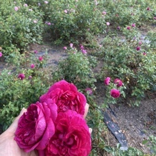 株式会社セボワールのプレスリリース画像5