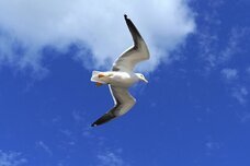 Dream Artのプレスリリース画像3