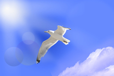 Dream Artのプレスリリース画像2