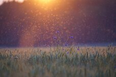 Dream Artのプレスリリース画像2