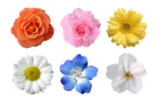 Dream Artのプレスリリース画像7