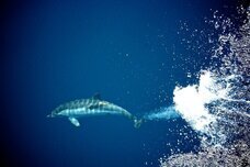 Dream Artのプレスリリース画像1