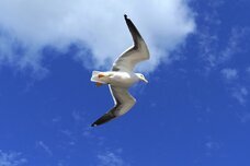 Dream Artのプレスリリース画像2