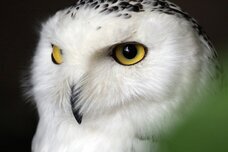 Dream Artのプレスリリース画像10