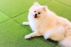 ジオ・コスモス株式会社（代理店）のプレスリリース画像2