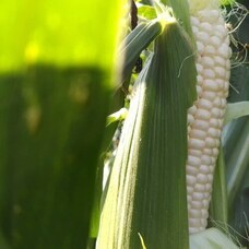 株式会シンクのプレスリリース画像3