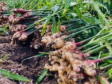 ベルトラ株式会社のプレスリリース画像1