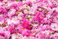 ベルトラ株式会社のプレスリリース画像1