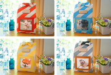 hanelcaのプレスリリース画像2