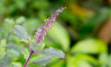 ㈱古都のはな(Swissfarmer CBDays Japan・トゥルシーの森)のプレスリリース画像1