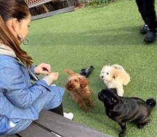 Hana室内ドッグランのプレスリリース画像2