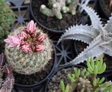 みなとみらいPRセンターのプレスリリース画像3