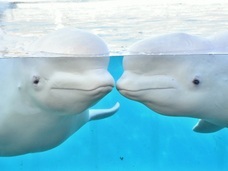 みなとみらいPRセンターのプレスリリース画像3