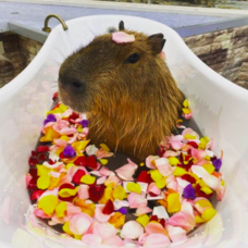 みなとみらいPRセンターのプレスリリース画像11