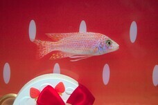 みなとみらいPRセンターのプレスリリース画像6