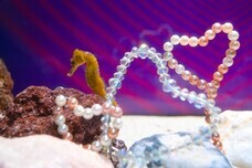 みなとみらいPRセンターのプレスリリース画像8