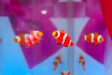 みなとみらいPRセンターのプレスリリース画像5