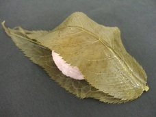 みなとみらいPRセンターのプレスリリース画像5