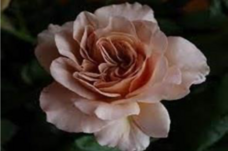 みなとみらいPRセンターのプレスリリース画像1