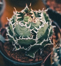 みなとみらいPRセンターのプレスリリース画像12