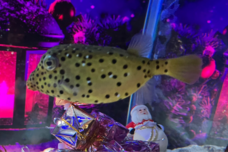 みなとみらいPRセンターのプレスリリース画像4