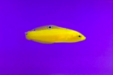 みなとみらいPRセンターのプレスリリース画像8