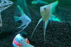 みなとみらいPRセンターのプレスリリース画像7