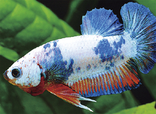 みなとみらいPRセンターのプレスリリース画像12