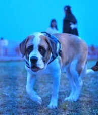 みなとみらいPRセンターのプレスリリース画像5