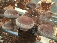 みなとみらいPRセンターのプレスリリース画像5