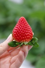 みなとみらいPRセンターのプレスリリース画像5