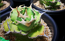 みなとみらいPRセンターのプレスリリース画像8