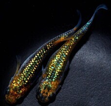 みなとみらいPRセンターのプレスリリース画像8