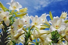 みなとみらいPRセンターのプレスリリース画像10