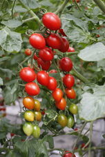 みなとみらいPRセンターのプレスリリース画像11