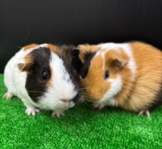 みなとみらいPRセンターのプレスリリース画像7