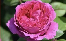 みなとみらいPRセンターのプレスリリース画像4