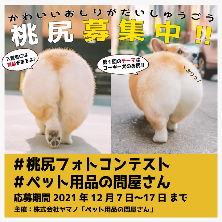 11月30日は いいお尻の日 コーギー犬の可愛いお尻が大集合 桃尻フォトコンテスト を開催 株式会社ヤマノのプレスリリース 11月30日は いいお尻の日 コーギー犬の可愛いお尻が大集合 桃尻フォトコンテスト を開催 株式会社ヤマノのプレスリリース