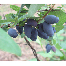 株式会社ローズメイのプレスリリース画像5