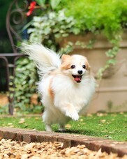 株式会社クリスタルインターナショナルのプレスリリース画像2