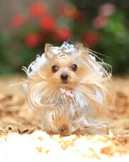 株式会社クリスタルインターナショナルのプレスリリース画像4