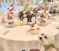 株式会社クリスタルインターナショナルのプレスリリース画像5