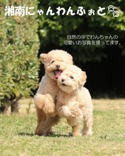 株式会社クリスタルインターナショナルのプレスリリース画像3