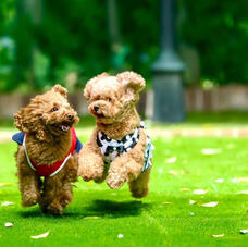 株式会社クリスタルインターナショナルのプレスリリース画像3