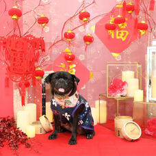 株式会社クリスタルインターナショナルのプレスリリース画像3