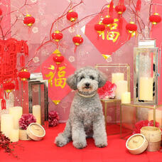 株式会社クリスタルインターナショナルのプレスリリース画像4