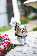 株式会社クリスタルインターナショナルのプレスリリース画像5