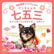 株式会社クリスタルインターナショナルのプレスリリース画像2