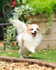 株式会社クリスタルインターナショナルのプレスリリース画像4